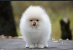 Boo Dog Pomeranian 1