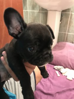 Sahibinden Satılık 54günlük Dişi Saf Fransız Bulldog 2