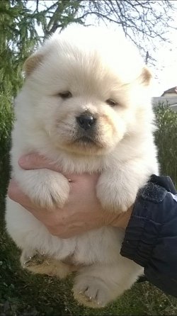 CHOW CHOW ÇİN ASLANI YAVRULARIMIZ 2