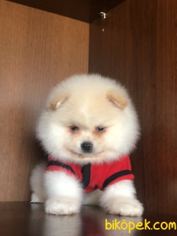 Dünya Tatlısı Boo Yavruları 2