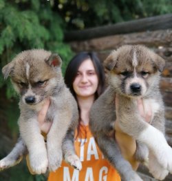 Muhteşem Akita İ̇nu Yavrularımız Hachiko 2