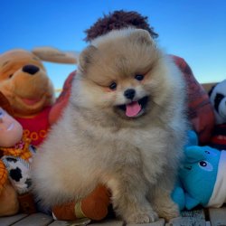 3 Aylık Orijinal Renk PomeranianBoo Kızımız 3