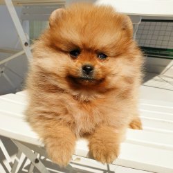 Pomeranian Boo AB Pasaportlu Yavrularımız 2