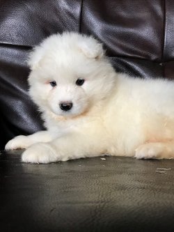 PAMUK GİBİ SAMOYED YAVRULARI 4