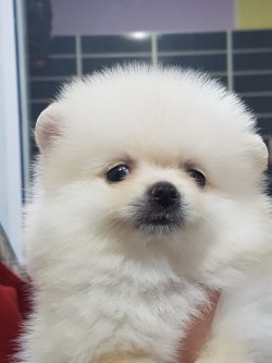 Kalite Ve Güvenin Tek Adresinden POMERANIANyavrulari 4