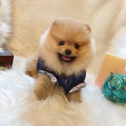 Yılbaşına Özel Pomeranian Boo Yavrularımız 4
