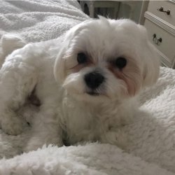Maltese Bebekler 1