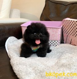 Nadir Renk Black Pomeranian Boo Yavru 3