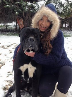 SATILIK BLU CANE CORSO YAVRULARI 4