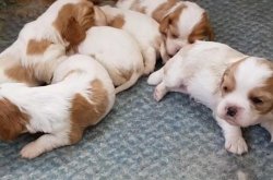 Sevimli Cavalier King Charles Yavrulari 3