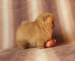 OYUNCAK SURATLI BOO POMERANİAN 3