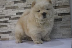 SATILIK CHOW CHOW YAVRULARI 2