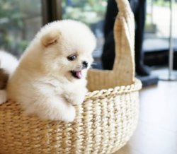 Pomeranian Boo Irk Garantili Ayicik Tipi Yavrular 3