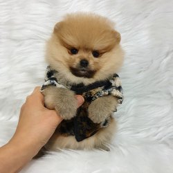 Orjinal Pomeranian Boo Yavrularımız 4