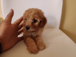 Toy Poodle Super Kalite 2 Aylık Dişi Yavru 4