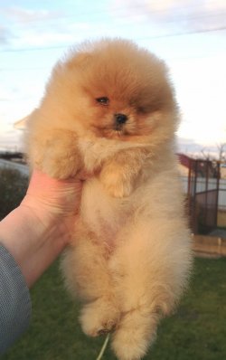 AYI SURAT POMERANİAN  ORJİNAL BOO 2