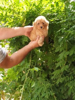 Orjinal Toy Poodle Bebekler 1