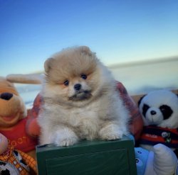 A Kalite PomeranianBoo Yavrularımızdan 2