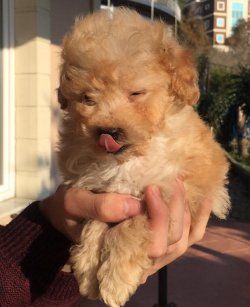 Toy Poodle Teacup Yavrularımız 1
