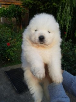 Kartopu Samoyed Yavrularımız 1