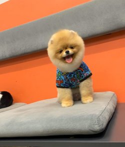 Secereli Mikroçipli Boo Pomeranian 1