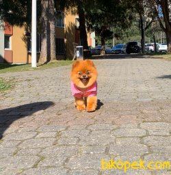Dişi Yetişkin Pomeranian Boo 1