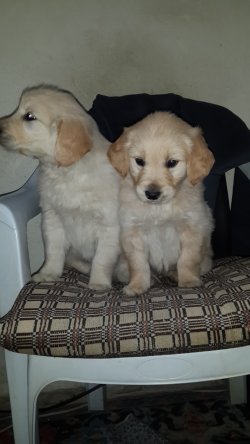 Sevimli Golden  Yavruları 1