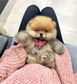 Pomeranian Boo Gülen Suratlı Yavrularımız 1