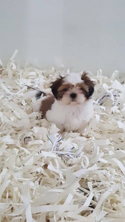 Kalite Ve Güvenin Tek Adresinden SHIH TZU  Yavrulari 1