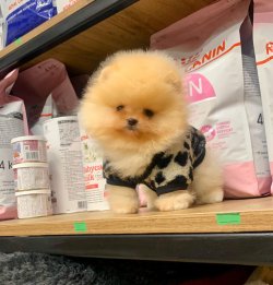 POMERANİAN BOO YAVRU 1