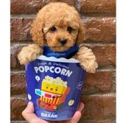 TOY POODLE APRİCOT YAVRULAR 1