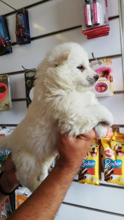 Samoyed Yavrularımız Irk Garantilidir 1