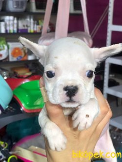 Degısık  Renklerde FRENCH BULLDOG Bebekler 1
