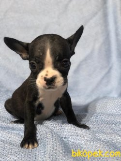 Degısık  Renklerde FRENCH BULLDOG Bebekler 2