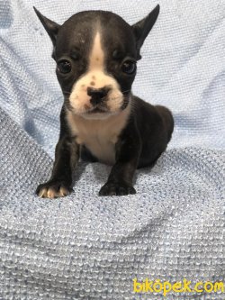 Degısık  Renklerde FRENCH BULLDOG Bebekler 4