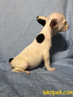 Degısık  Renklerde FRENCH BULLDOG Bebekler 3