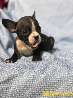 Degısık  Renklerde FRENCH BULLDOG Bebekler 5