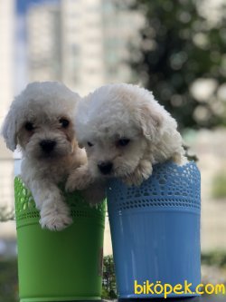 Desing Irk Maltipoo 2