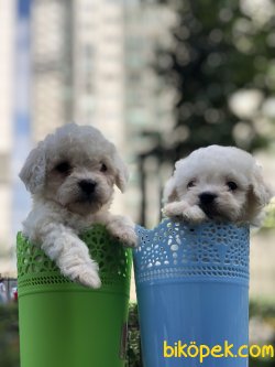 Desing Irk Maltipoo 1