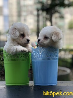 Desing Irk Maltipoo 3