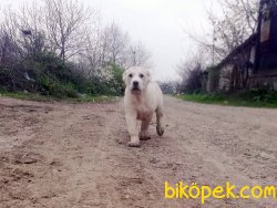 Dev Alabai Yavruları 4
