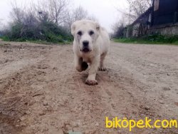Dev Alabai Yavruları 3
