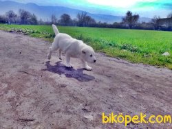 Dev Alabai Yavruları 2