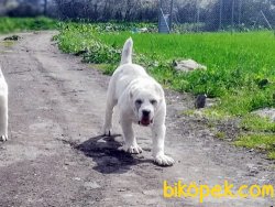 Dev Alabai Yavruları 1