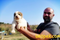 DEV ALABAY YAVRULAR 4