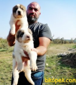 DEV ALABAY YAVRULAR 2