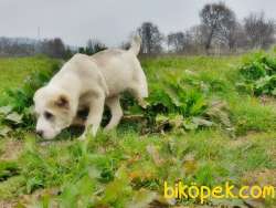 DEV ALABAY YAVRULAR 4