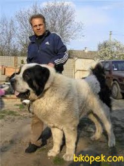 Dev Alabay Yavruları 1