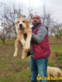 DEV ALABAY YAVRULARI 2