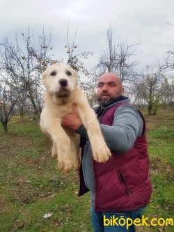 DEV ALABAY YAVRULARI 3